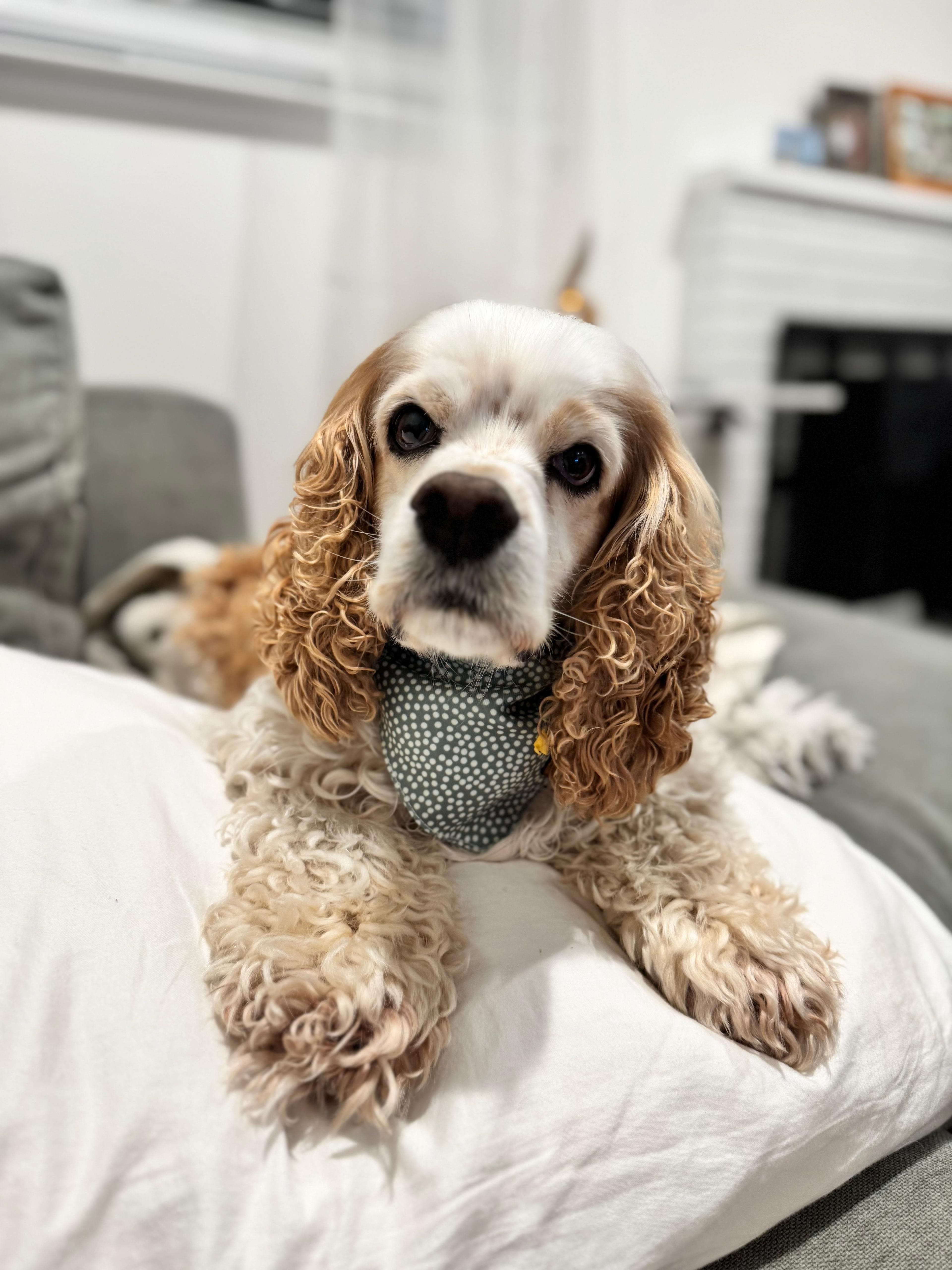 Toby the dog in his bandana, Shutter Bar's chief morale officer
